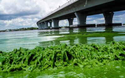 Florida Crystals Releases Green Algae Across State to Celebrate Saint Patty’s Day